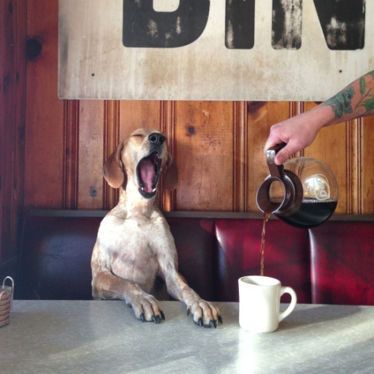 coffee-with-maddie-the-coonhound-atlanta-georgia-by-theron-humphrey