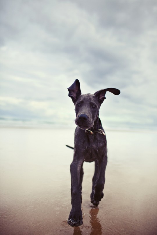 earnest-a-great-dane-dog-running-on-the-beach-photo-by-hailey-and-andrew-bartholomew