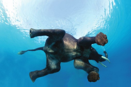 indian-elephant-swimming-underwater-at-the-andaman-islands-by-steve-bloom-2006